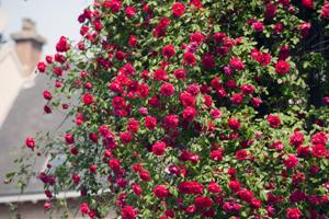 Natural Compost for Rose Bushes and Tomato Plants Image